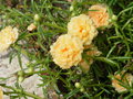 vignette Portulaca grandiflora - Pourpier double