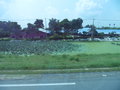 vignette Bassin de lotus en bord de route