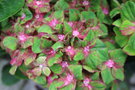 vignette Hydrangea macrophylla 'Schloss Wackerbarth'