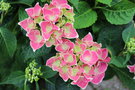 vignette Hydrangea macrophylla 'Tivoli Red'