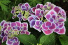 vignette Hydrangea macrophylla 'Tivoli Violet'