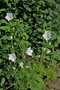 vignette Campanula persicifolia blanche de semis