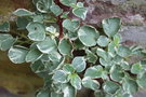 vignette Hydrangea anomala ssp. petiolaris 'Silver Lining'