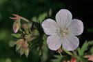 vignette Geranium pratense 'Marshmallow'