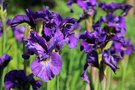 vignette Iris sibirica 'Ruffled Velvet'