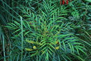 vignette Mahonia eurybracteata ssp. ganpinensis 'Soft Caress'