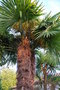 vignette Trachycarpus fortunei & Cordyline australis