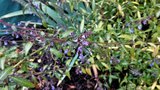 vignette Isodon japonicus ssp. shikokianus = Rabdosia japonica ssp. shikokiana