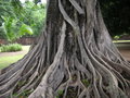 vignette Parc historique de Sukhothai - Ficus