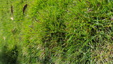vignette Zoysia tenuifolia