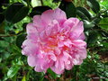 vignette Camélia ' ELSIE JURY ' camellia hybride