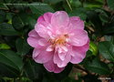 vignette Camélia ' MARJORIE WALDEGRAVE ' camellia hybride  williamsii