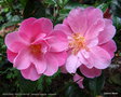 vignette Camélia ' MARJORIE WALDEGRAVE ' camellia hybride williamsii