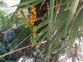 vignette Chamaedorea radicalis (fruits)