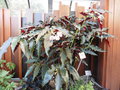 vignette Begonia 'Good 'N Planty'