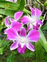 vignette Dendrobium - orchide