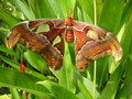 vignette Bai Orchid and Buttefly Farm - Attacus atlas - Papillon