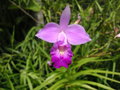 vignette Bai Orchid and Buttefly Farm - Arundina graminifolia