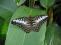vignette Bai Orchid and Buttefly Farm - Parthenos sylvia - Papillon