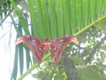 vignette Bai Orchid and Buttefly Farm - Attacus atlas - Papillon