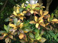 vignette Codiaeum variegatum - Croton