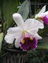 vignette Bai Orchid and Buttefly Farm