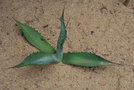vignette Agave asperrima ssp. asperrima