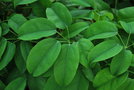 vignette Stauntonia hexaphylla / Lardizabalaceae / Core, Japon
