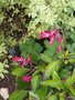 vignette Salvia x hybrida 'Ember's wish'