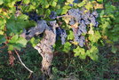 vignette Vitis vinifera 'Cabernet Franc' (Vignoble de l'Aubance, Anjou)