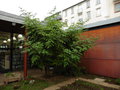 vignette Dahlia imperialis - Dahlia bambou gant -  jardin de Mdiathque St Martin place Gurin  Brest