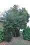 vignette Ilex aquifolium 'Crispa' & Buxus balearica