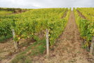 vignette Vitis vinifera 'Chenin' (Rochefort-sur-Loire, Anjou)