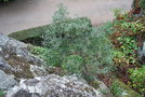 vignette Quercus ilex (le de Bhuard, Anjou)
