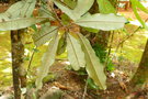 vignette Pycnandra acuminata