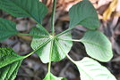 vignette Brassaiopsis mitis / Araliaceae / Yunnan