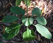 vignette Brassaiopsis mitis / Araliaceae / Yunnan