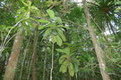 vignette Atractocarpus confertus