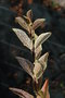 vignette Forsythia viridissima var. koreana 'Kumson'