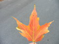 vignette Canada - les couleurs d'automne