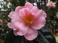 vignette Camellia 'Plantation Pink'