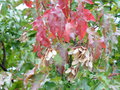 vignette Acer tataricum ssp.ginnala = Acer ginnala - rable du fleuve Amour