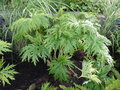 vignette Ligularia japonica