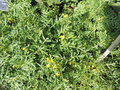 vignette Rorripa sylvestris subsp sylvestris