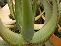 vignette Aloe gariepensis