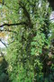 vignette Akebia x pentaphylla