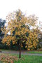 vignette Magnolia acuminata 'Large Yellow'