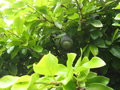 vignette Ficus repens (fruits)