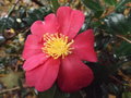 vignette Camellia 'Crimson King'
