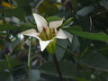 vignette Rothmannia longiflora, Sri Lanka